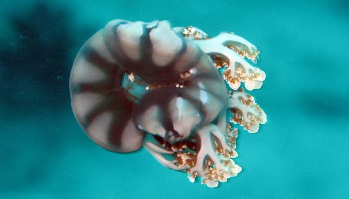 Mal Jellyfish